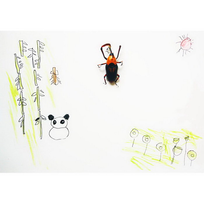 Insect Specimen - Bamboo Weevil#Insect Painting#