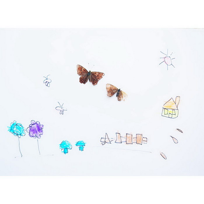 Insect Specimen - Clam Butterfly#Insect Painting#