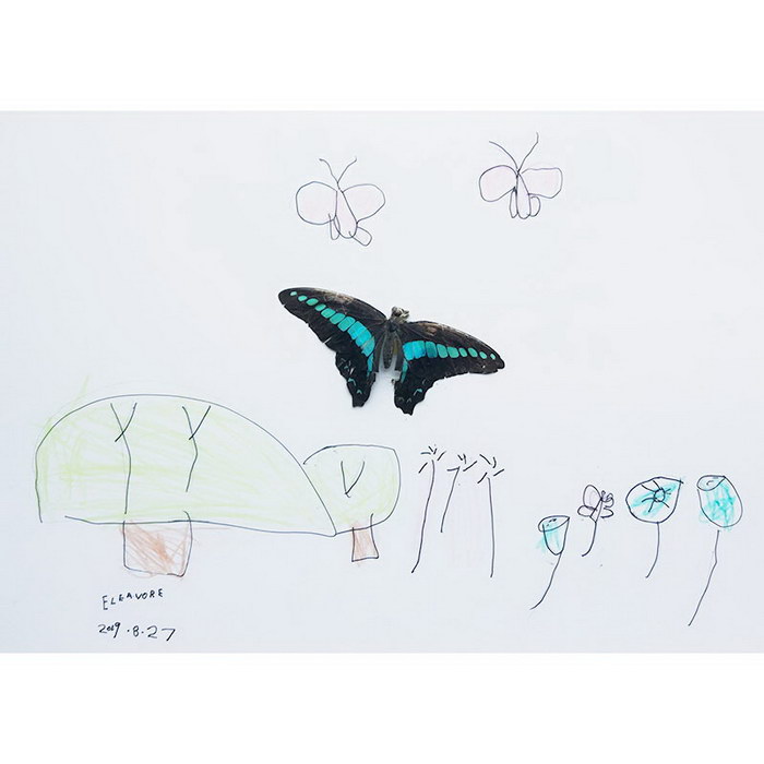 Insect Specimen - Graphium Doson#Insect Painting#