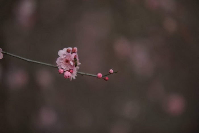 Beauty Plum#Photography#